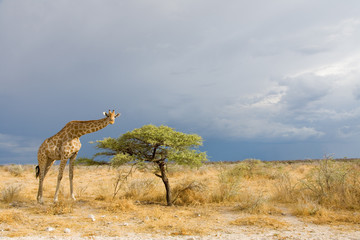 giraffe in Etosha