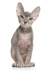 Canvas Print - Don sphynx kitten on white background