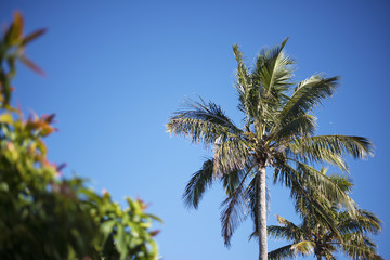 Wall Mural - Palm tree on the beach during bright day