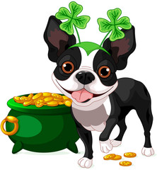 Canvas Print - Boston Terrier celebrates Saint Patrick Day