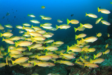 School Snapper Fish underwater in ocean