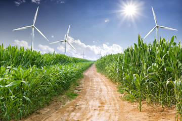 wind energy plant and corn field