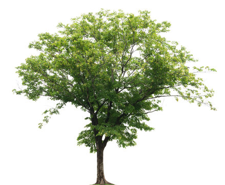 isolated tree