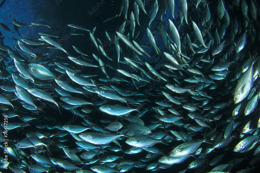 Mercel Fish School Mackerel Fish in Ocean Stock Photo | Adobe Stock