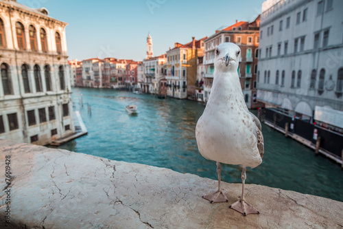 Seagull on the Rialto Bridg...