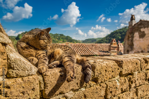 Cat lying on a stone wall