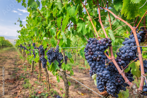 Ripe grapes in a vineyard, ...
