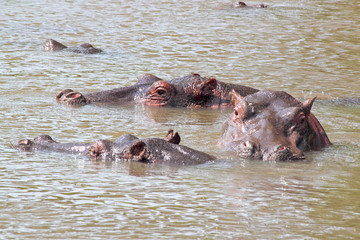 Wall Mural - Hippos swimming in a lake