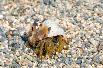 Canvas Print - Hermit crab 29