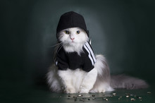 Dangerous Cat Rough Jacket With A Hood On A Dark Background