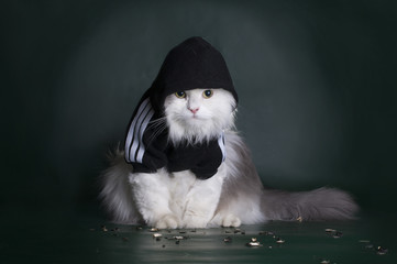 dangerous cat rough jacket with a hood on a dark background