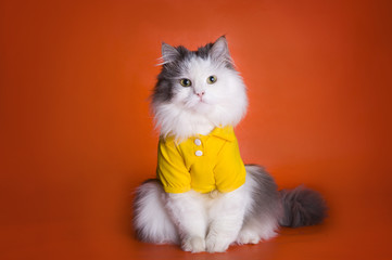 Wall Mural - cat in a yellow shirt on an orange background