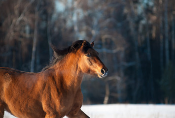 Fototapete - Horse in winter