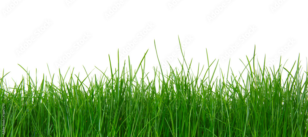 Green grass on white background - obrazy, fototapety, plakaty 