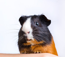 Portrait Of Guinea Pig Stay On Feet And Hod On Hand