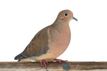 Mourning Dove On A Fence
