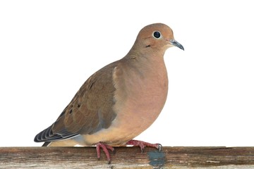 Sticker - Mourning Dove on a Fence