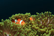Nemo fish (Clownfish Anemonefish)