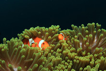 Nemo Fish (Clownfish Anemonefish)