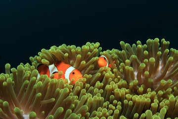 Wall Mural - Nemo fish (Clownfish Anemonefish)