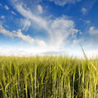 Green Barley under the Sky
