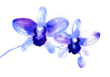 Branch Of Blue Watercolor Orchids