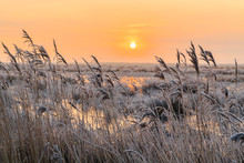 Hoar Frost On Reed In A Winter Landscape At Sunset