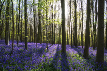 Stunning Bluebell Flowers In Spring Forest Landscape