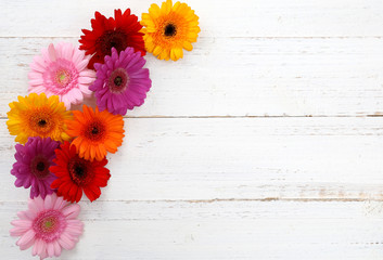 Wall Mural - Gerbera Hintergrund