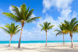 Fototapeta Las - Palm trees grow on empty beach with white sand
