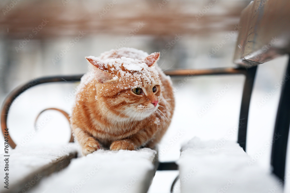 Red cat on bench in park on snowfall background
