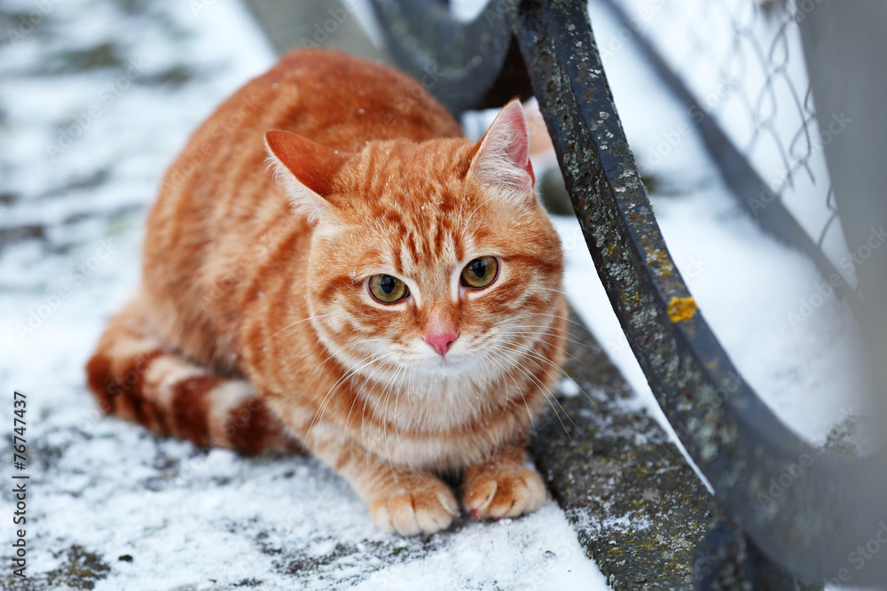 Red cat on fence with snow background