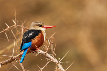 Canvas Print - Grey headed kingfisher