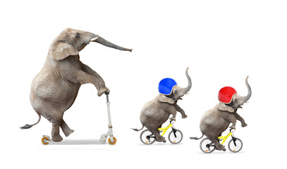 Wall Mural - Funny elephant's family bicycling. Road safety concept.