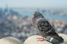 Dove With A View On Top Of Empire State Building