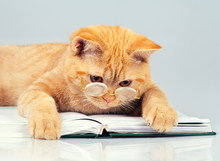 Cute Business Cat Wearing Glasses Reading Notebook (book)