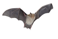 Horseshoe Bat Isolated