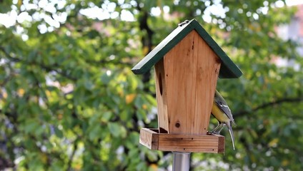 Wall Mural - Birds Titmouse feeding on a small wooden birds house