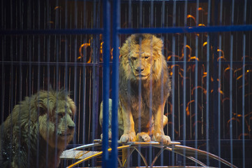 Poster - Circus lion portrait in a cage