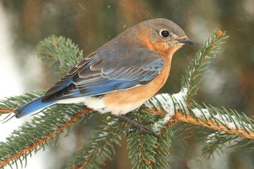 Wall Mural - Female Eastern Bluebird in Snow