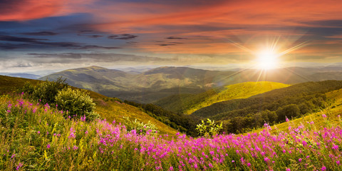 wild flowers on the mountain top at sunset