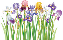 Border Of Multicolor Iris Flowers