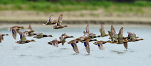 Wild Ducks Flying Over The Lake