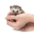 Handful of hedgehog