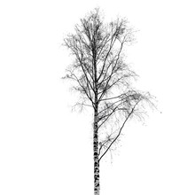 Leafless Birch Tree Silhouette Isolated On White