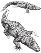 Alligator Sketches