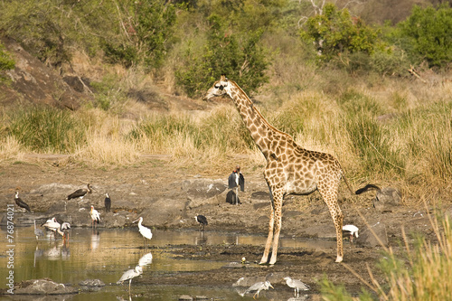 wild giraffe along the river, Kruger, South Africa Poster
