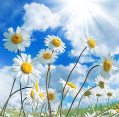 Fototapete - Daisies against a beautiful sky with clouds