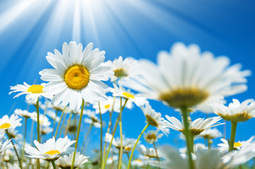 Wall Mural - Daisies in the sun on the sky background