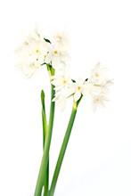 White Wild Narcissus On White